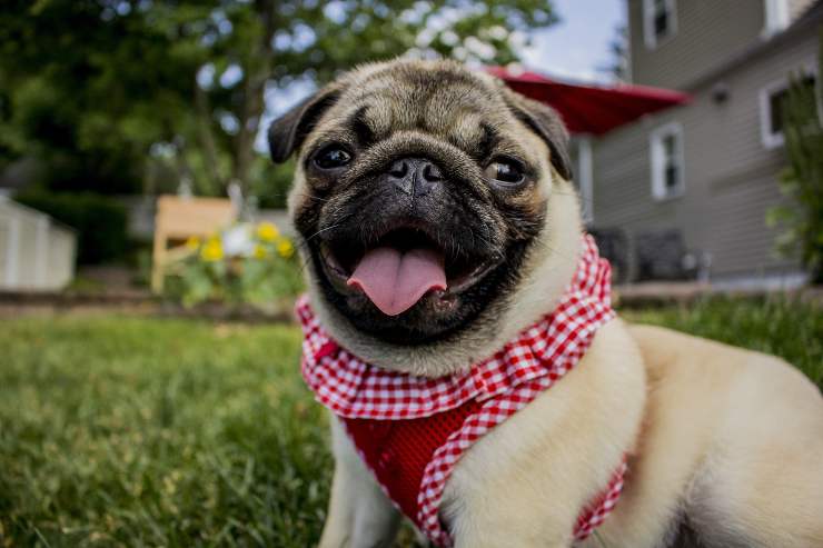 Cagnolino pronto a giocare