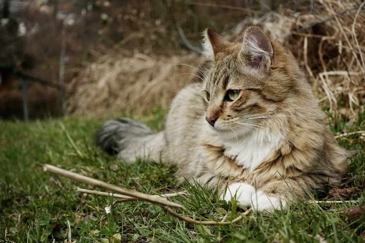 Razze di gatti che difendono Razze di gatti che difendono