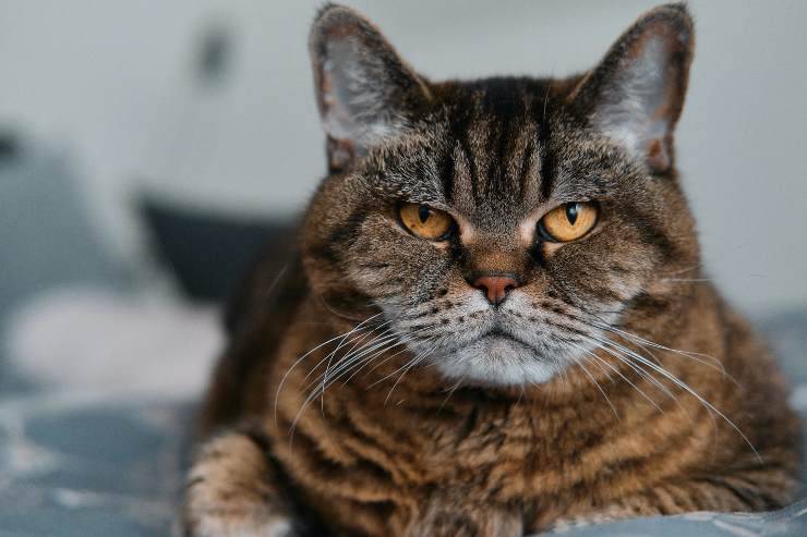 Razze feline che difendono