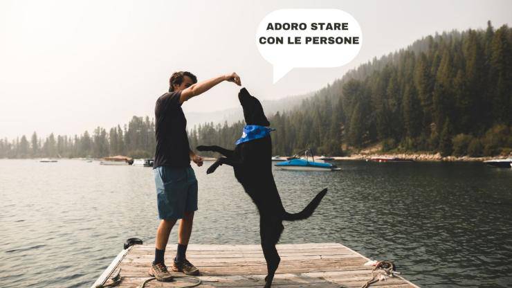 Razze di cani curiose verso gli estranei Razze di cani curiose verso gli estranei