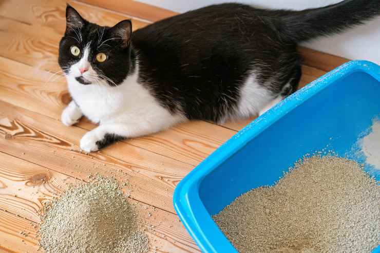 Lettiera del gatto