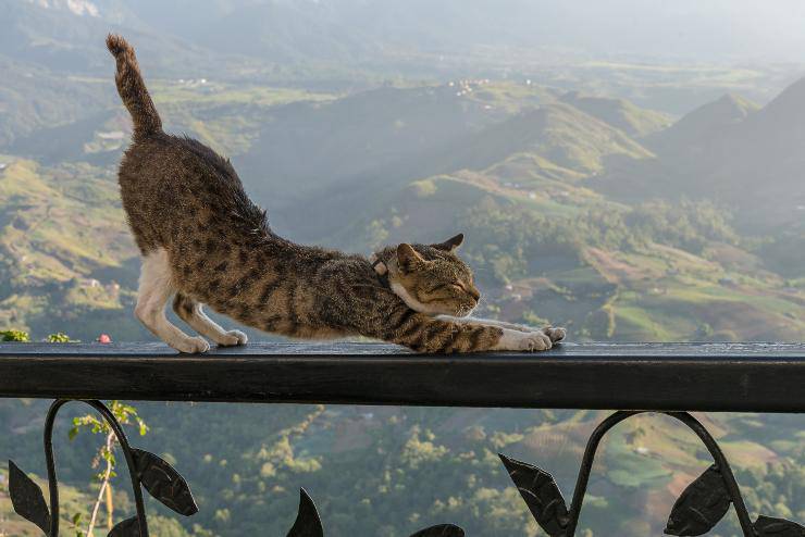 Gatto sulla ringheira