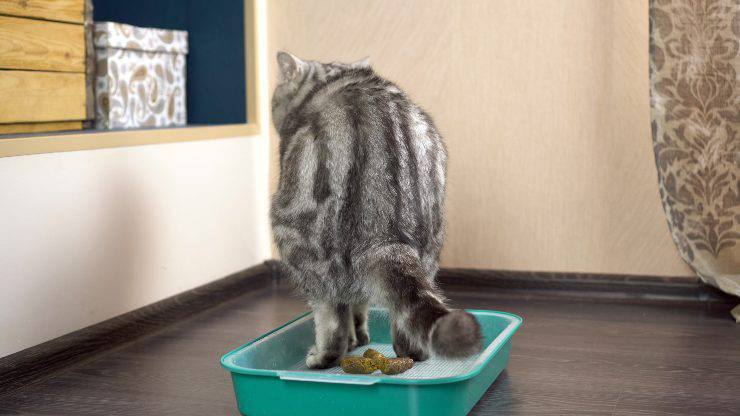 Lettiera del gatto