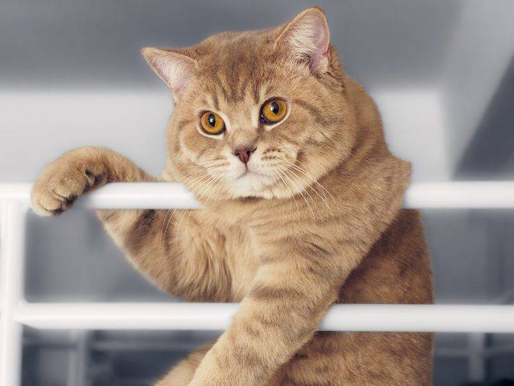 Gatto sulla ringhiera