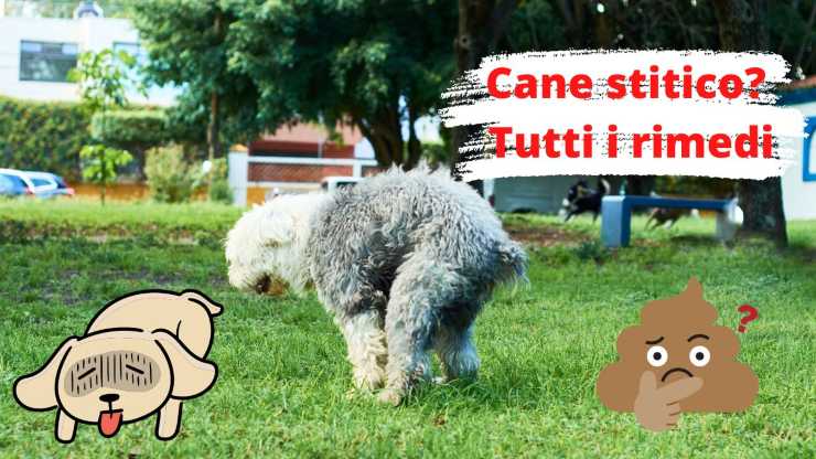 cane non riesce a defecare