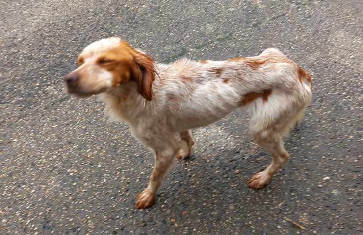 cane abruzzo