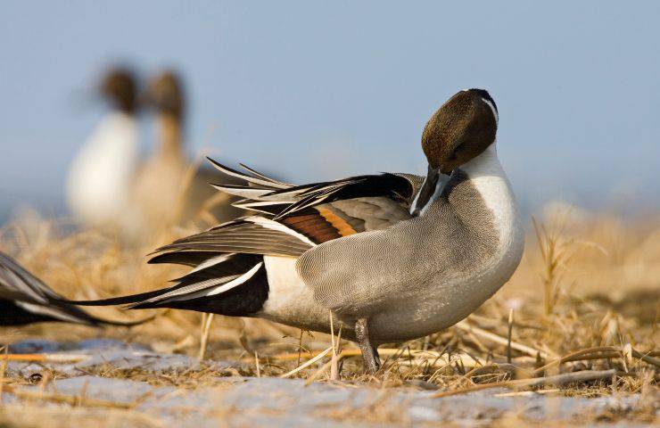 Anatra Codone Europeo