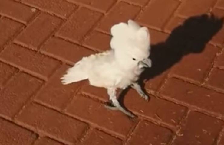 Peanut cacatua abbaia cani