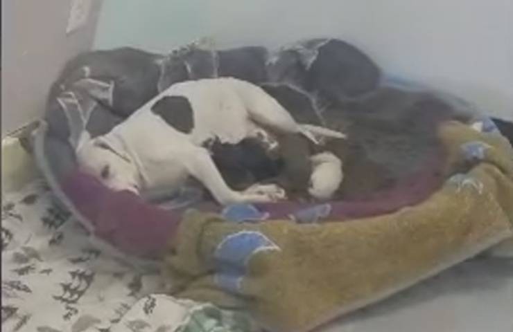 incinta abbandonata nulla cuccioli cagnolina