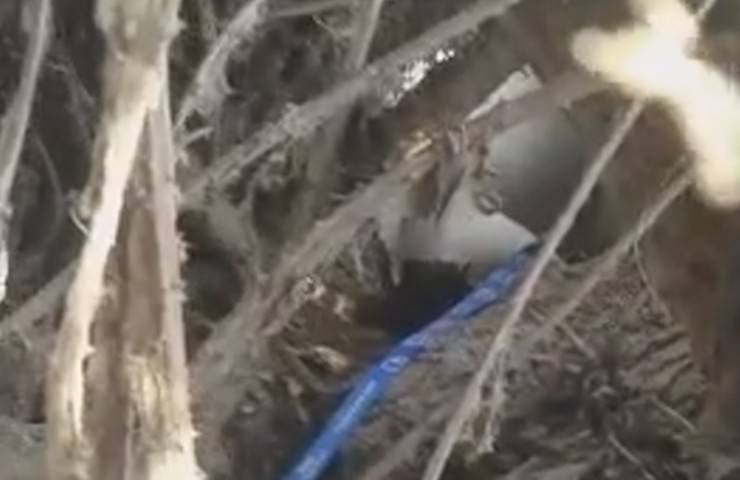 incinta partorire abbandonata cagnolina