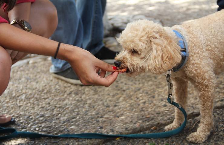 cani cibo umido marche