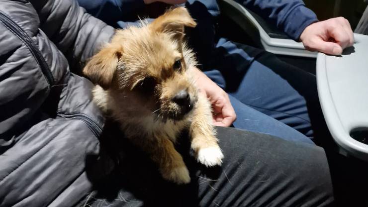 cagnolino salvato da squadra di calcio