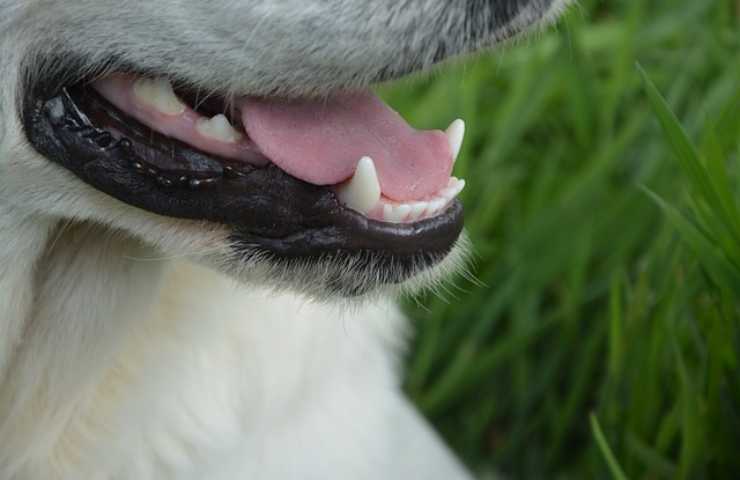 Alito cattivo del cane
