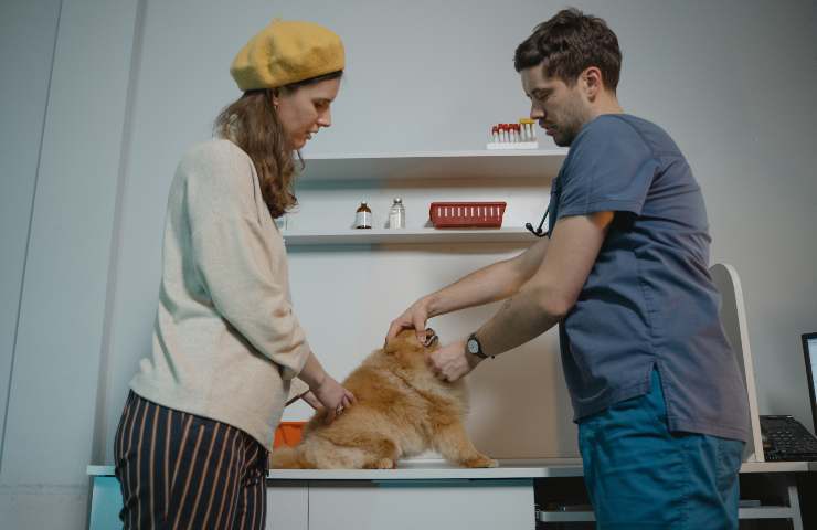 Costi veterinario
