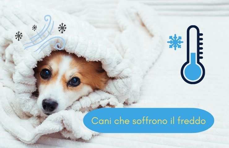 Cane soffre il freddo