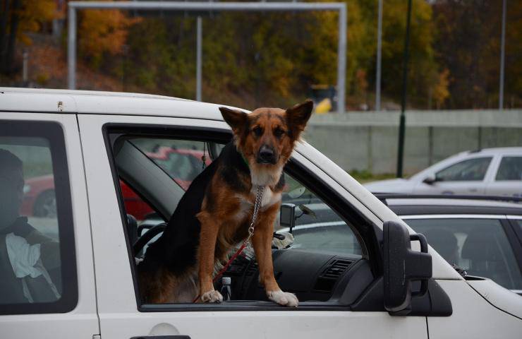 cane in auto