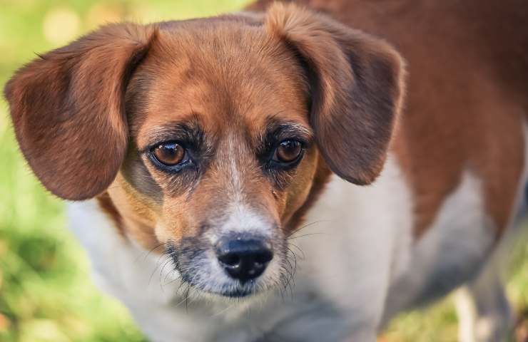 Cane in sovrappeso