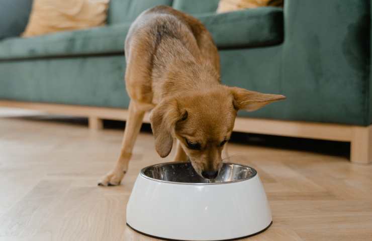 Cane mangia