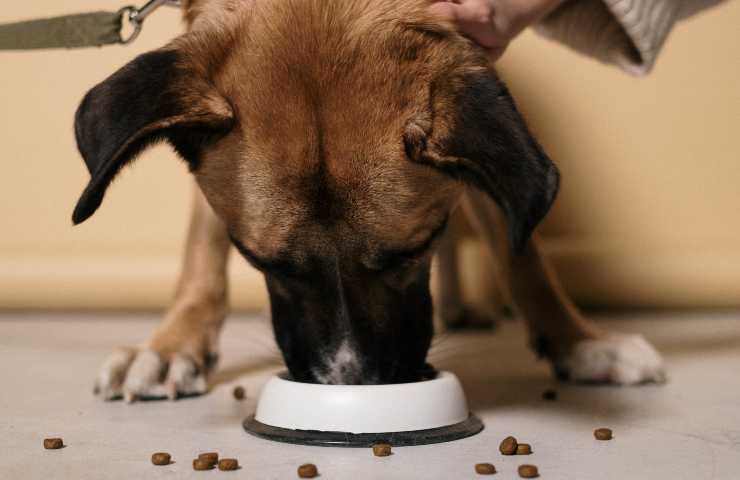 Evitare cattivo odore nel cane