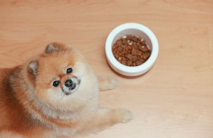 Cane non si nutre
