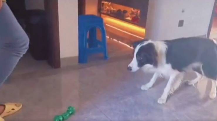 cane portiere
