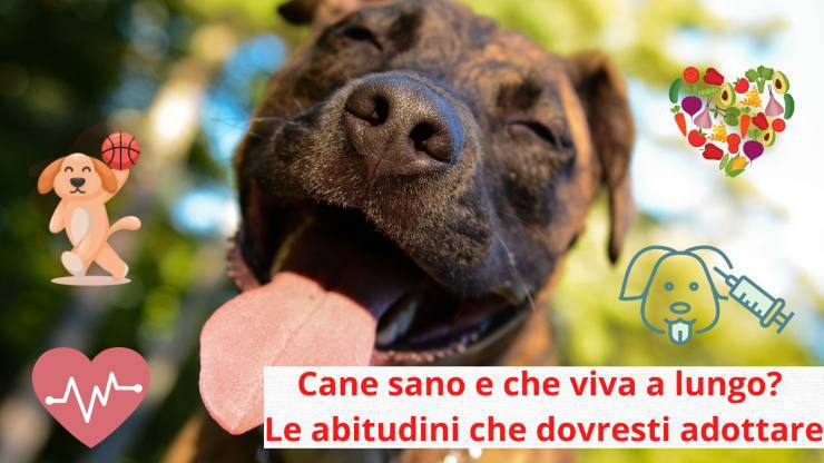 Come far vivere il cane a lungo e sano