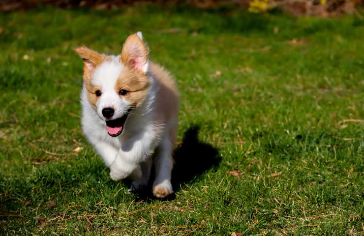 Cane attivo