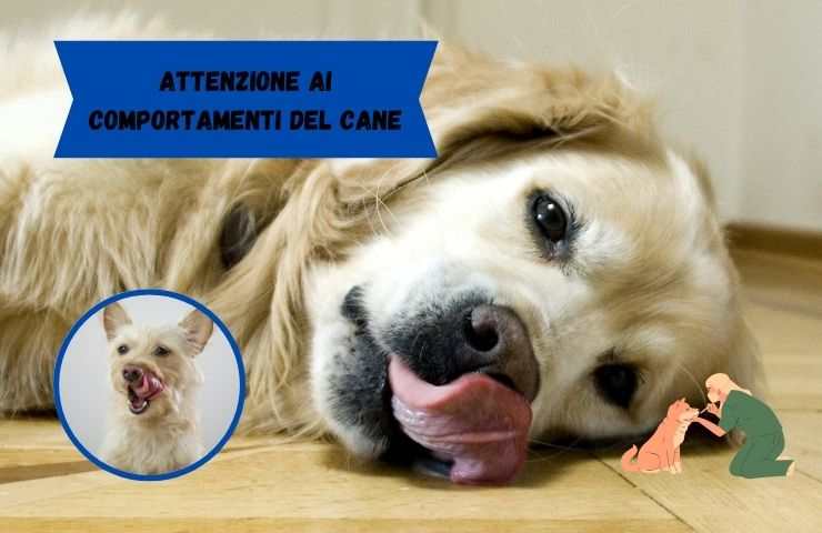 Cane si lecca le labbra