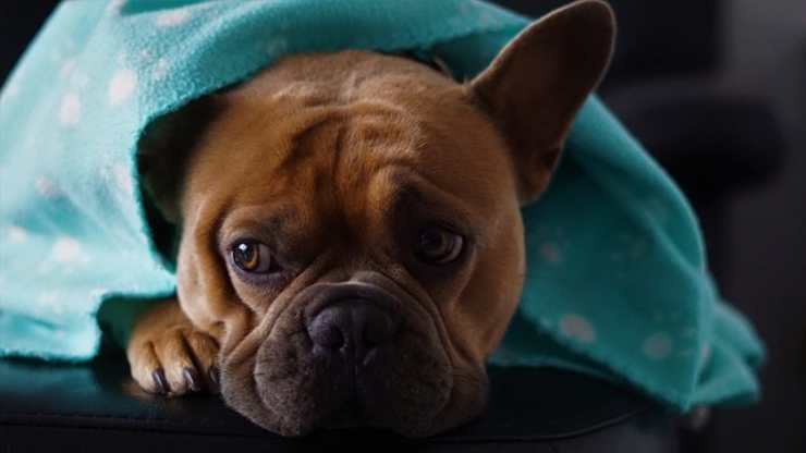 Cane sotto la coperta