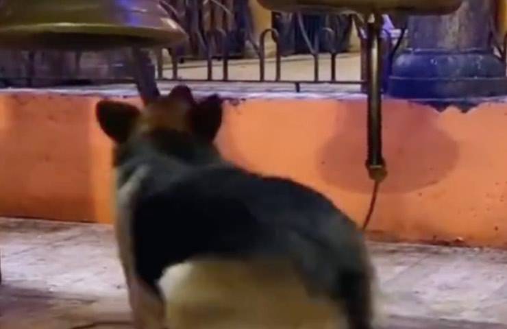 cane festeggia suonando campane