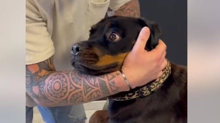 cane dal fisioterapista