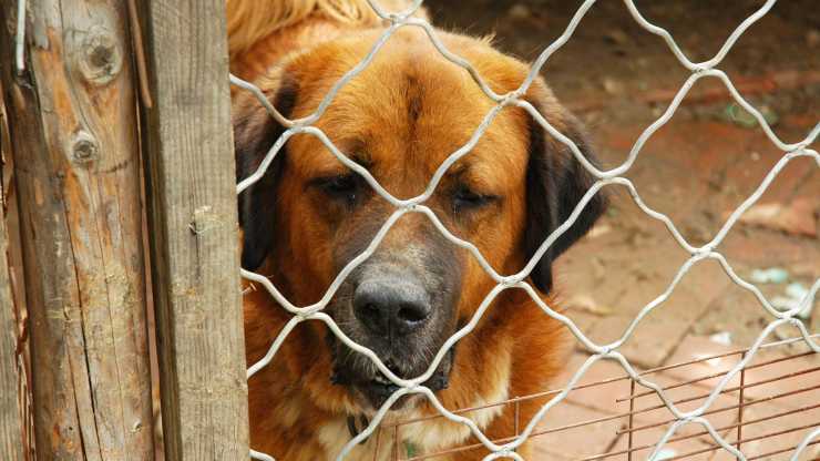 cani abbandonati ponticelli
