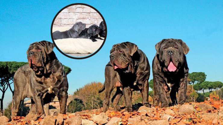cani di razza Mastino napoletano.