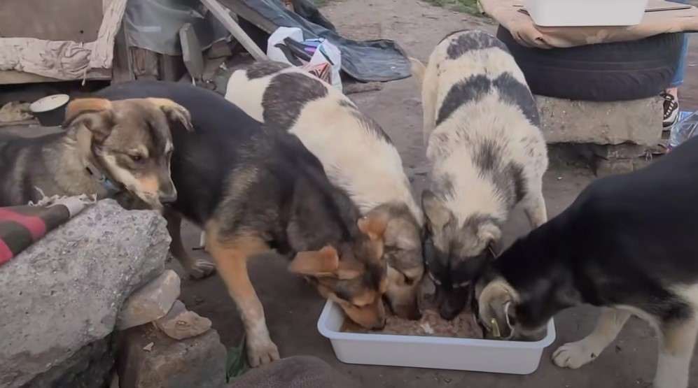 senzatetto adotta 30 cani