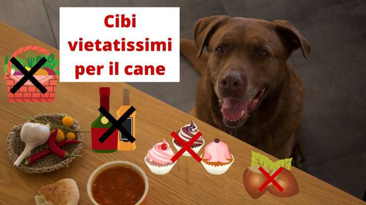 Cibi che non devi assolutamente dare al tuo cane