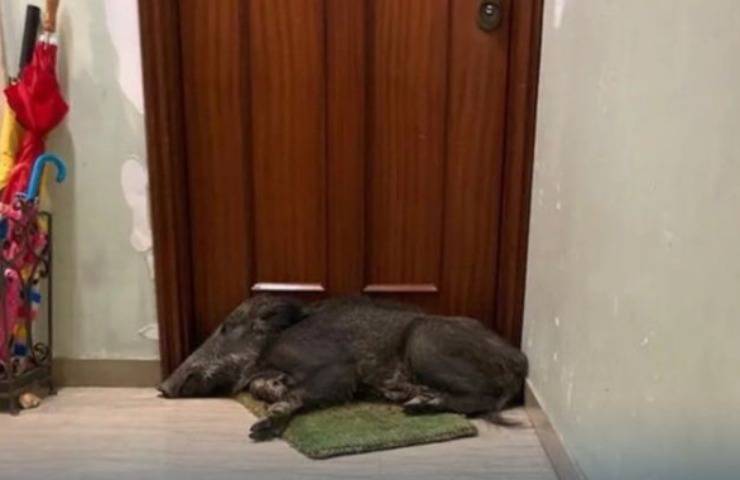 lavoro uomo esce cinghiale