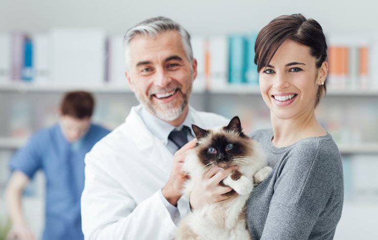 gatto e veterinari