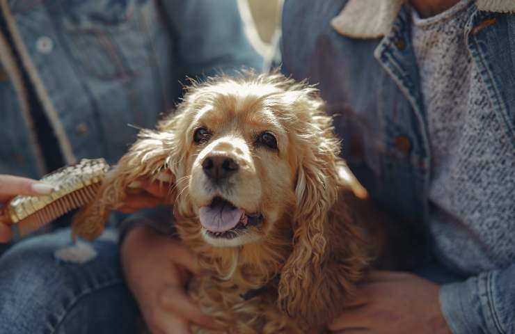 Cocker spaniel