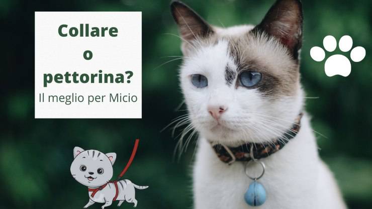 Scegliere tra collare o pettorina per Micio