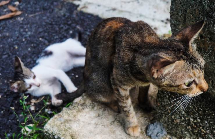 uccide gatti veleno multa