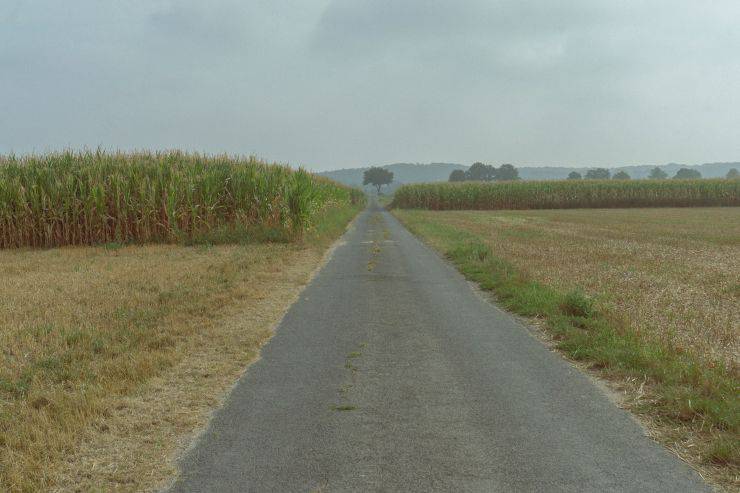 abbandono cuccioli strada