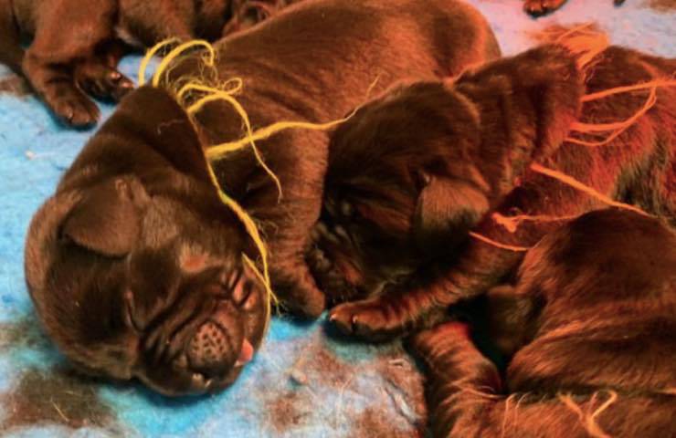 cuccioli cane non vedenti