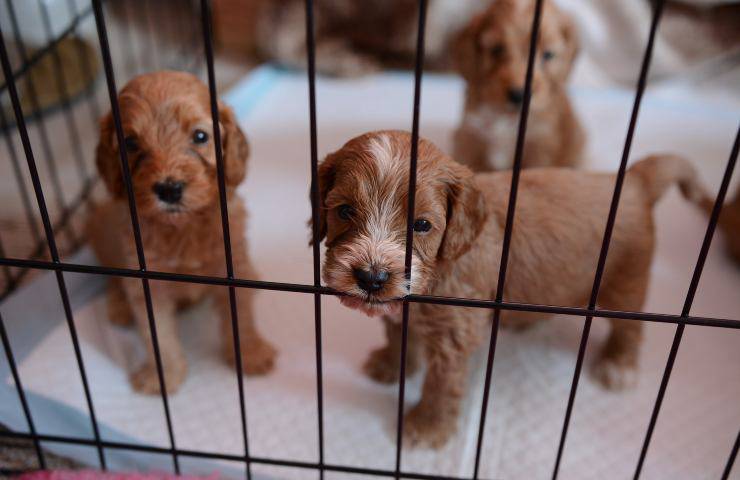 cuccioli salvati da traffico illegale