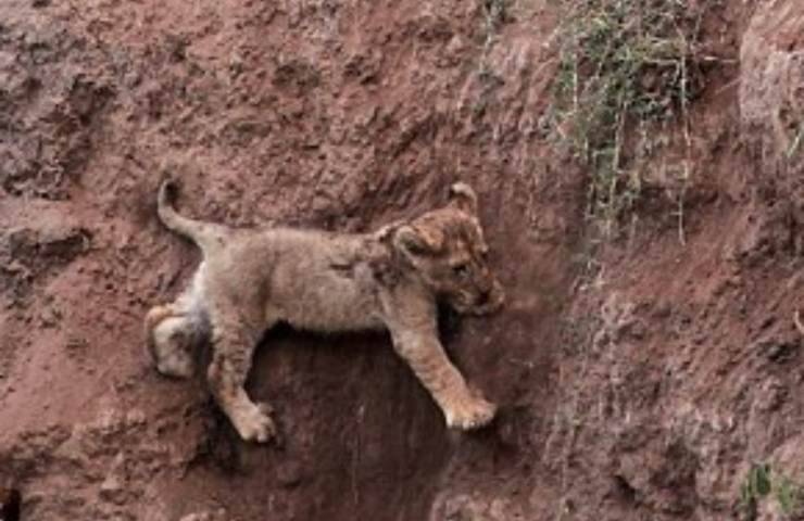 leoncino precipitato salvataggio eroico