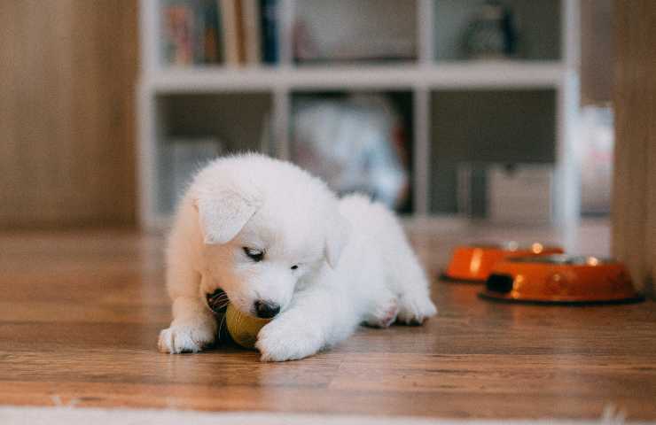 Cucciolo gioca