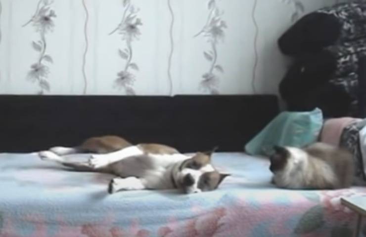 video inchioda cane danza