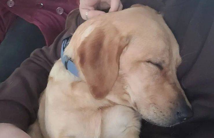 cane da supporto legame