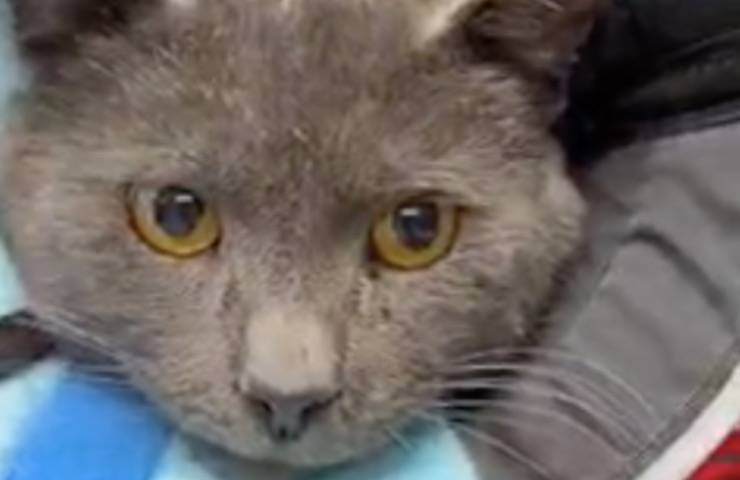 flipper gatto zampetta storia 
