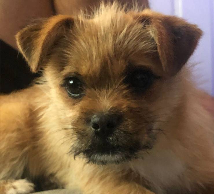 cane trovato da squadra di calcio