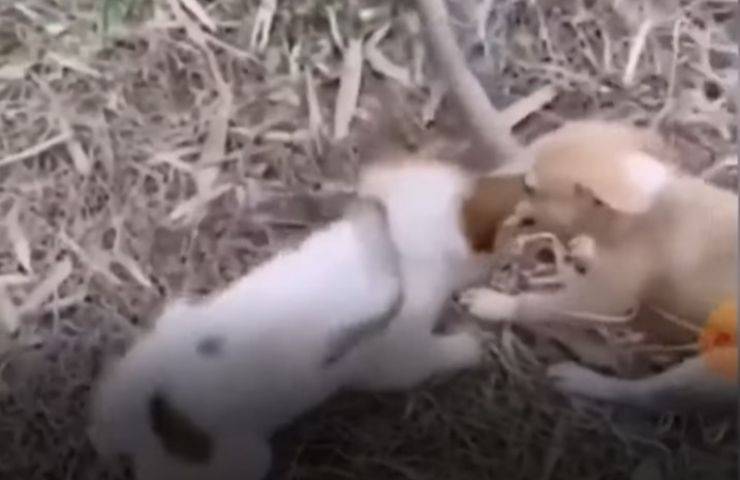 cuccioli attaccano serpente